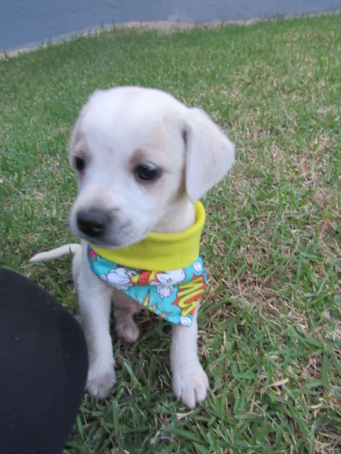 Cachorro raça SRD idade Abaixo de 2 meses nome Lucca e Enzo