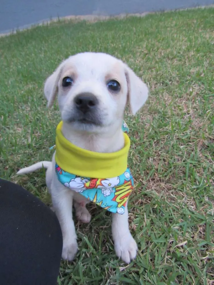 Cachorro raça SRD idade Abaixo de 2 meses nome Lucca e Enzo