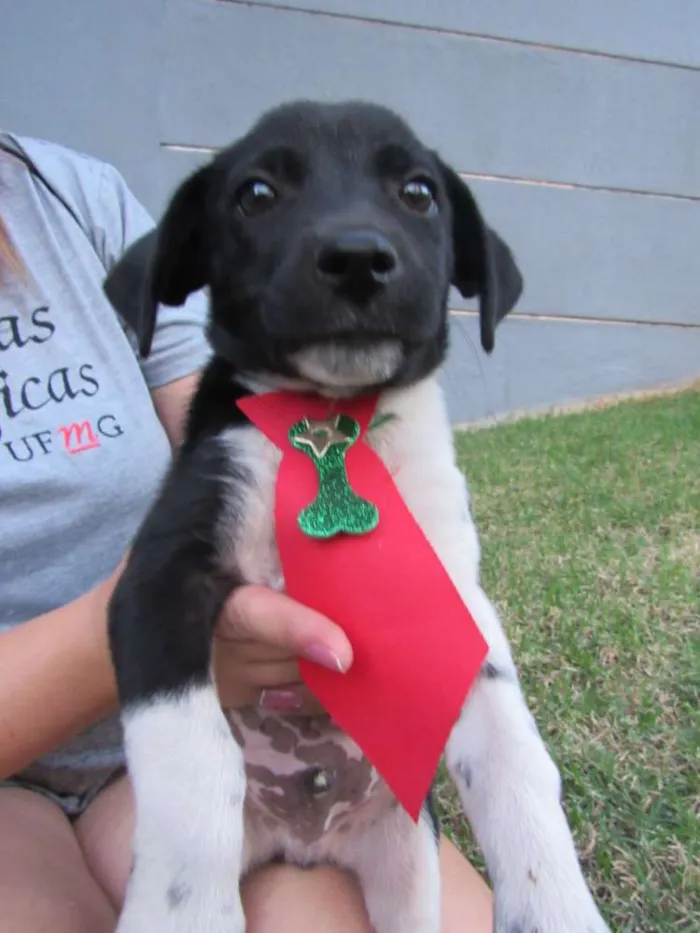 Cachorro raça SRD idade Abaixo de 2 meses nome Lucca e Enzo
