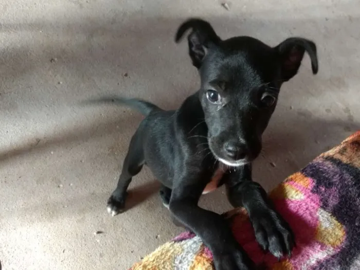 Cachorro raça Lira-lata idade 7 a 11 meses nome Runk