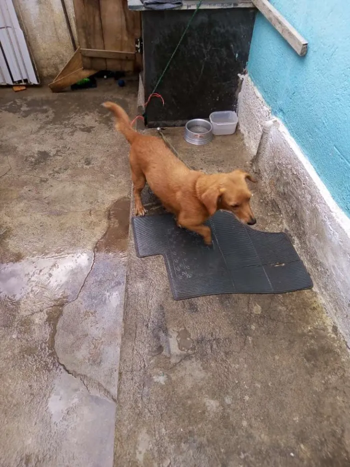Cachorro raça Não sei idade Abaixo de 2 meses nome Mel,Caramelo ,Piter