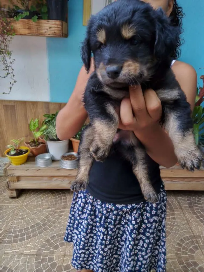 Cachorro raça Não sei idade Abaixo de 2 meses nome Piter e caramelo