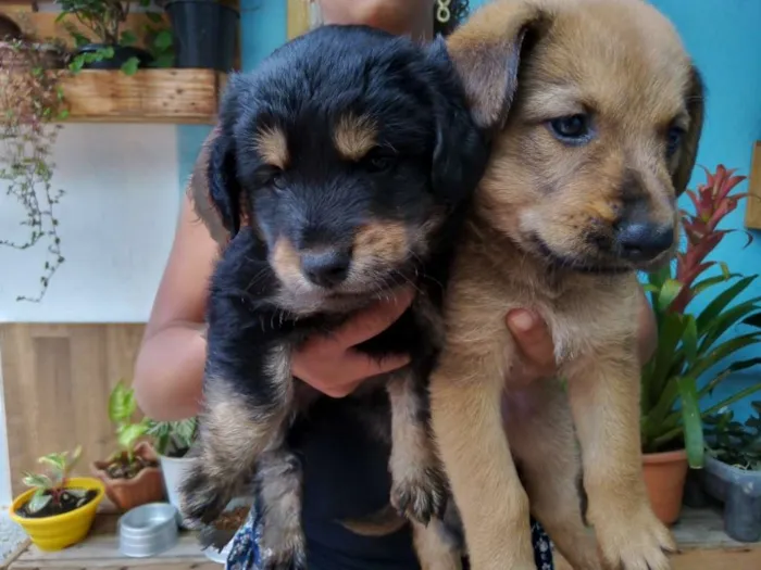 Cachorro raça Não sei idade Abaixo de 2 meses nome Piter e caramelo