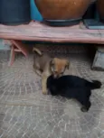 Piter e caramelo