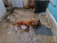 Piter e caramelo