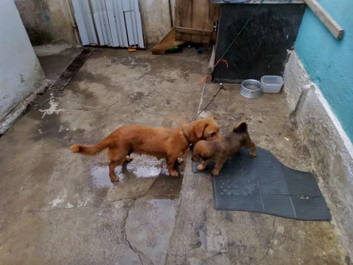 Cachorro raça Não sei idade Abaixo de 2 meses nome Piter e caramelo