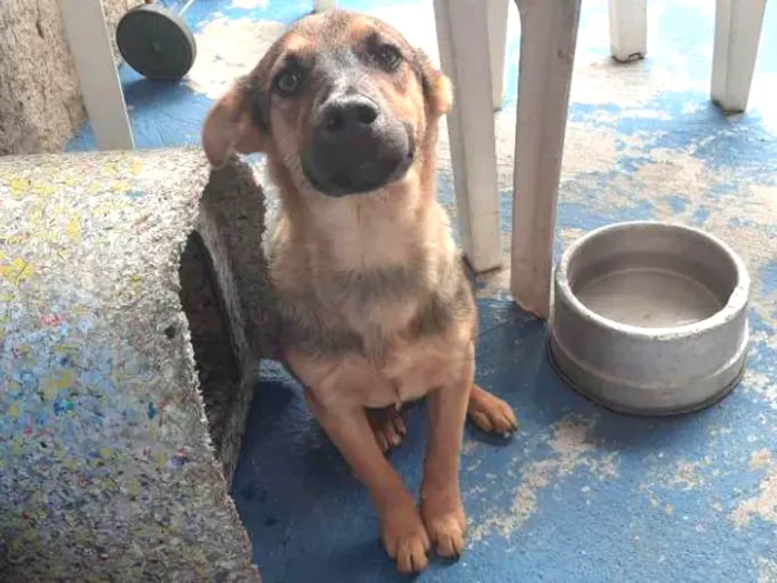 Cachorro ra a SRD idade 2 a 6 meses nome Dentinho