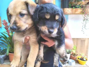 Cachorro raça Não sei idade Abaixo de 2 meses nome Piter e caramelo