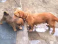 Piter e caramelo