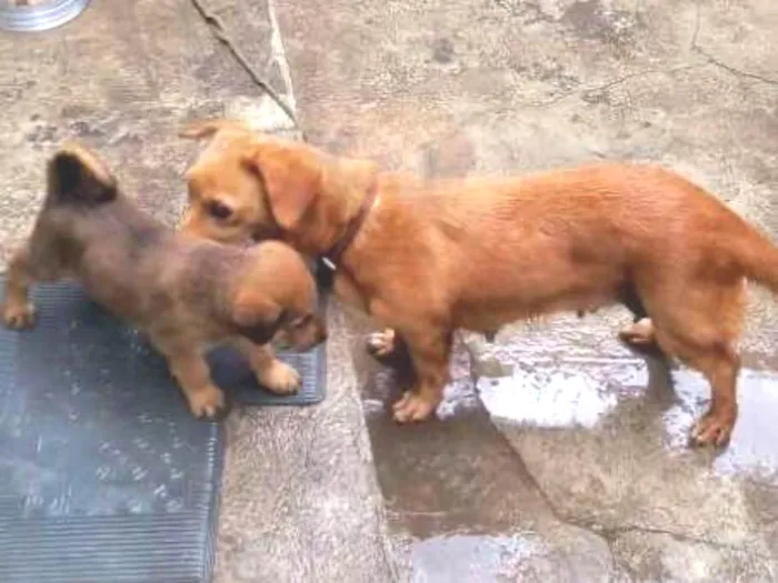 Cachorro raça Não sei idade Abaixo de 2 meses nome Piter e caramelo