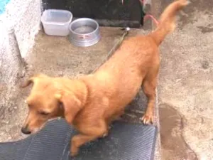 Cachorro raça Não sei idade Abaixo de 2 meses nome Mel,Caramelo ,Piter