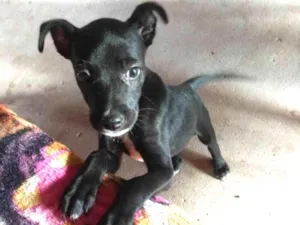 Cachorro raça Lira-lata idade 7 a 11 meses nome Runk