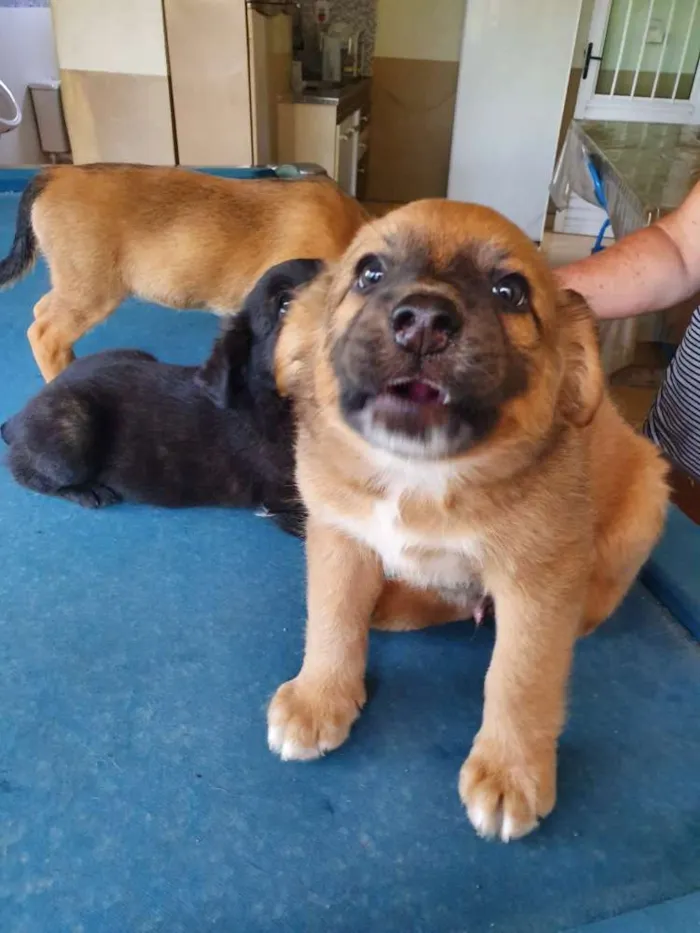 Cachorro ra a Srd idade Abaixo de 2 meses nome Marley