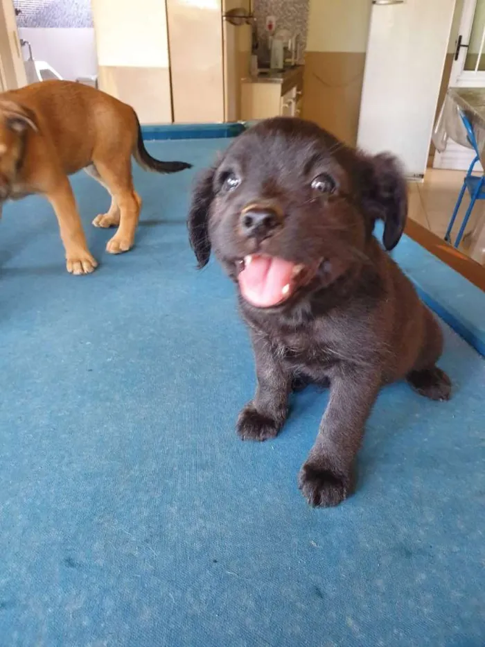 Cachorro ra a  idade Abaixo de 2 meses nome Luly