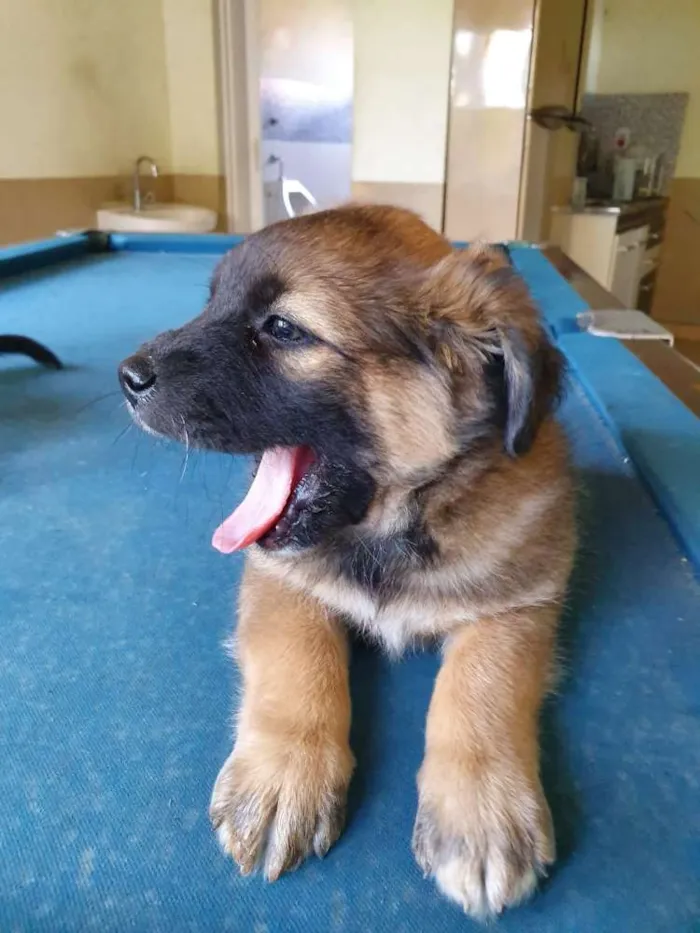 Cachorro ra a Srd idade Abaixo de 2 meses nome Duck