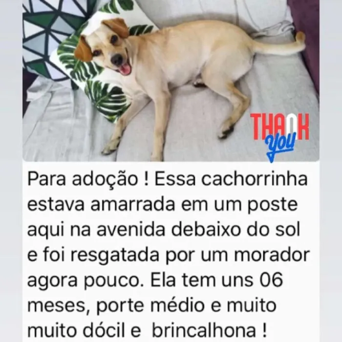 Cachorro ra a Sem raça definida idade 1 ano nome Stella
