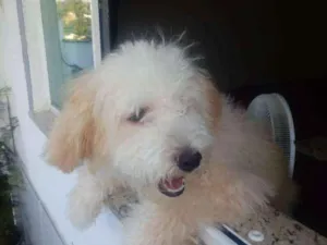 Cachorro raça Poodle idade 1 ano nome Luck