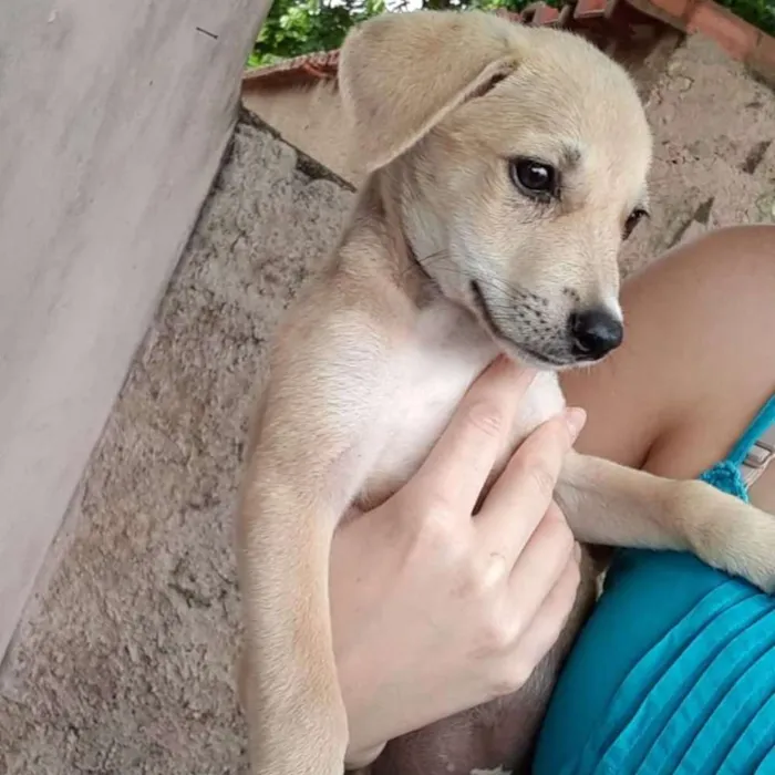 Cachorro ra a Srd idade 2 a 6 meses nome Tommy