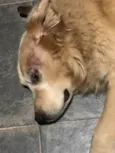 Desconhecido