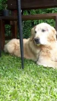 Desconhecido