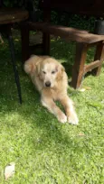 Desconhecido
