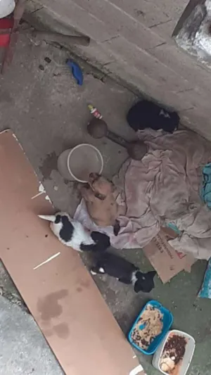 Cachorro raça Pudo idade Abaixo de 2 meses nome Nina,sem nome