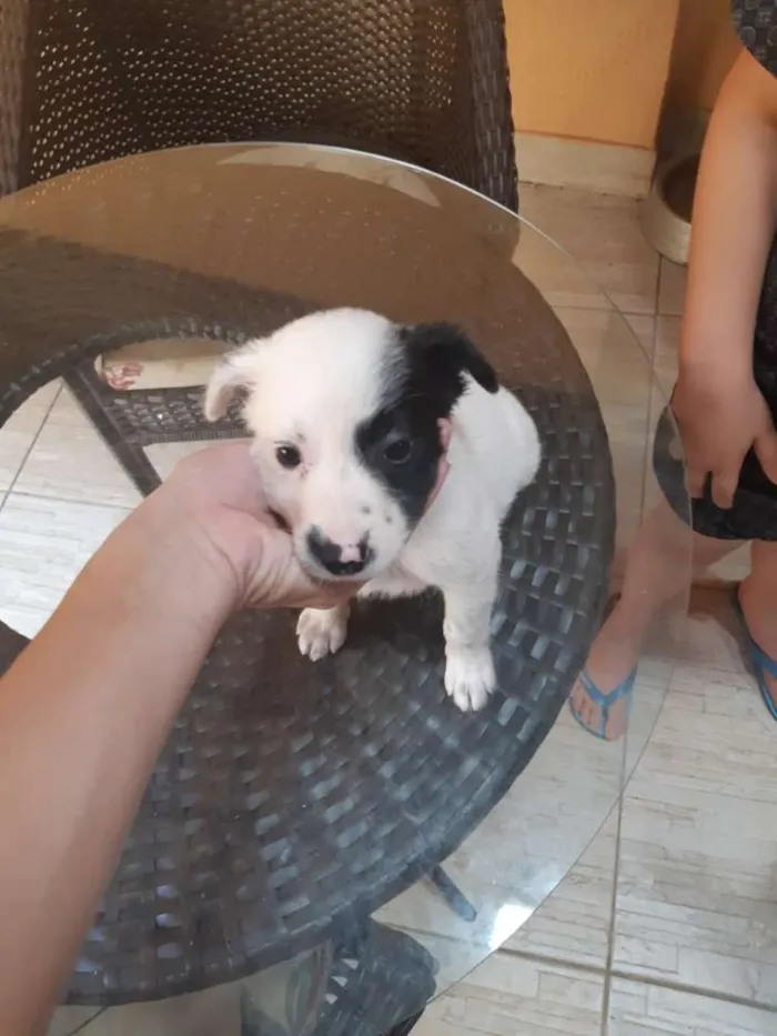 Cachorro ra a Vira lata idade Abaixo de 2 meses nome Luna