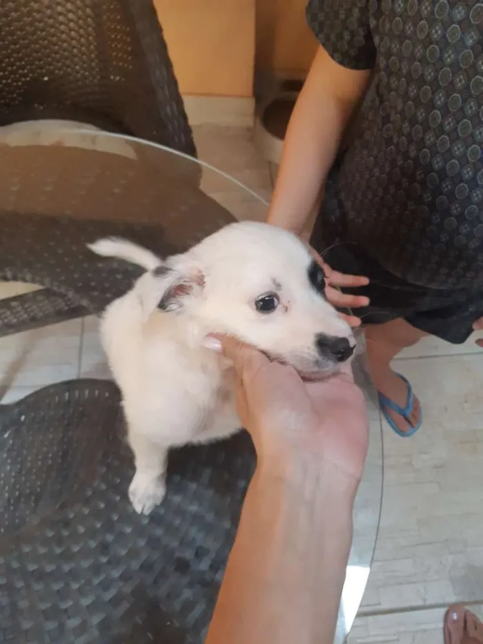 Cachorro ra a Vira lata idade Abaixo de 2 meses nome Luna
