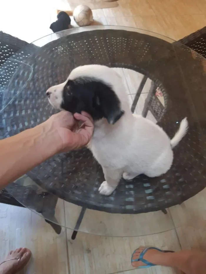 Cachorro ra a Vira lata idade Abaixo de 2 meses nome Luna
