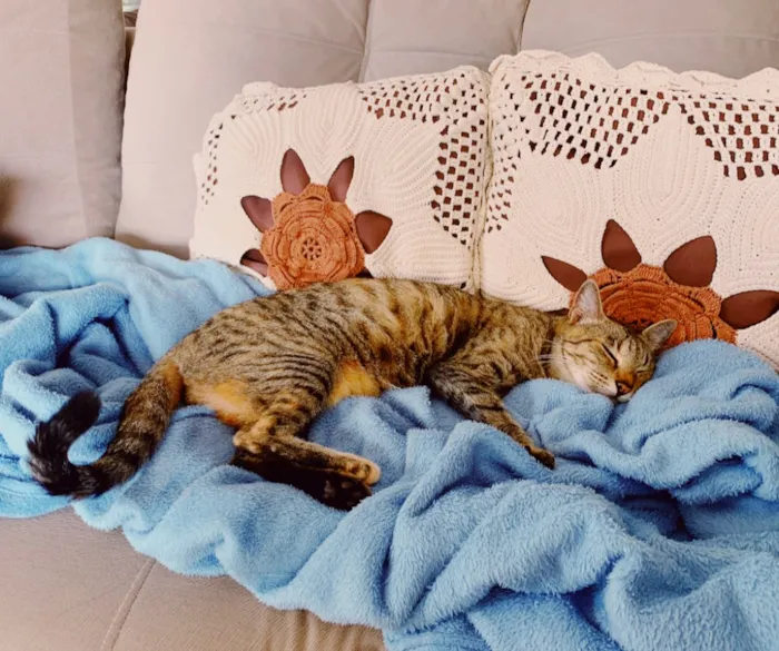 Gato ra a SRD idade 5 anos nome Negocy (castrada)