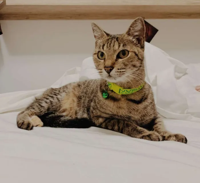 Gato ra a SRD idade 5 anos nome Negocy (castrada)