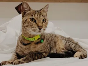 Gato raça SRD idade 5 anos nome Negocy (castrada)