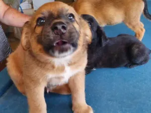 Cachorro raça Srd idade Abaixo de 2 meses nome Marley