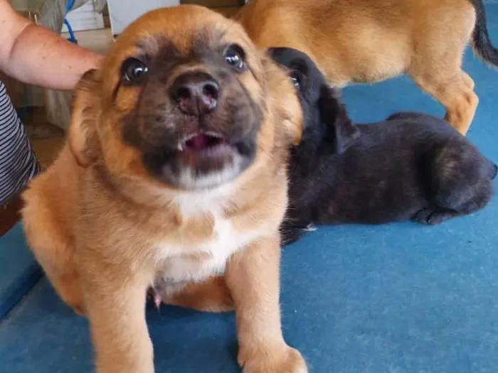 Cachorro ra a Srd idade Abaixo de 2 meses nome Marley