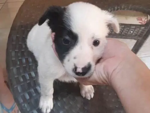 Cachorro ra a Vira lata idade Abaixo de 2 meses nome Luna