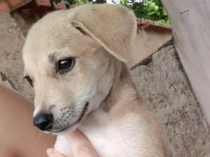 Cachorro raça Srd idade 2 a 6 meses nome Tommy