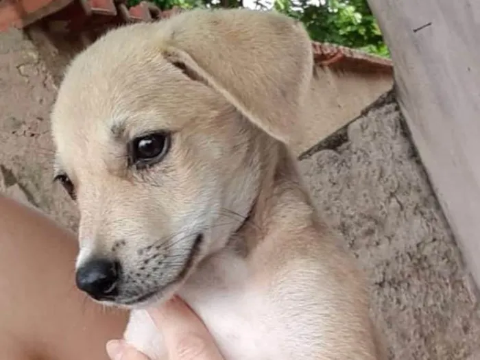 Cachorro ra a Srd idade 2 a 6 meses nome Tommy