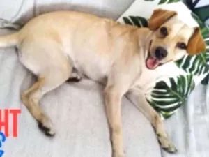 Cachorro raça Sem raça definida idade 1 ano nome Stella