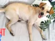 Stella