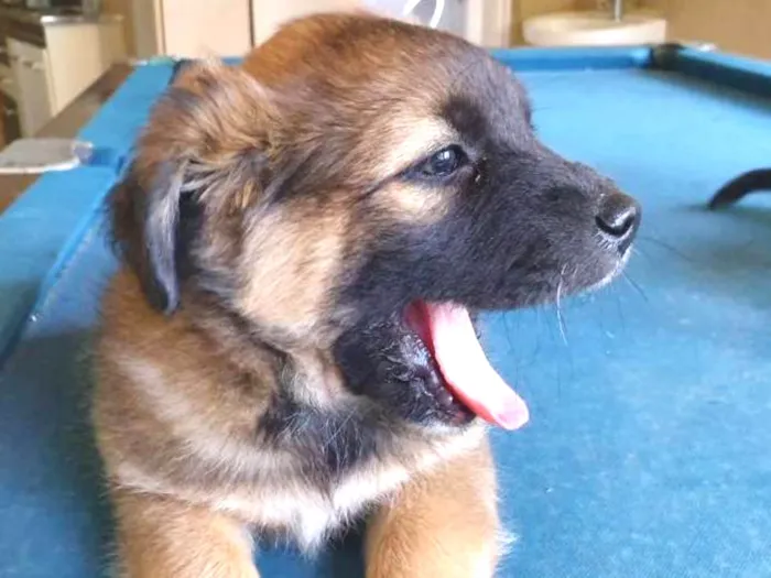 Cachorro ra a Srd idade Abaixo de 2 meses nome Duck