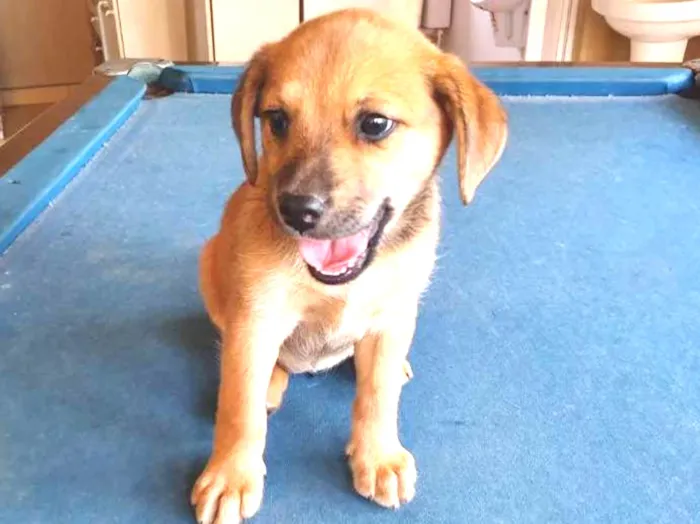 Cachorro ra a Srd idade  nome Luna