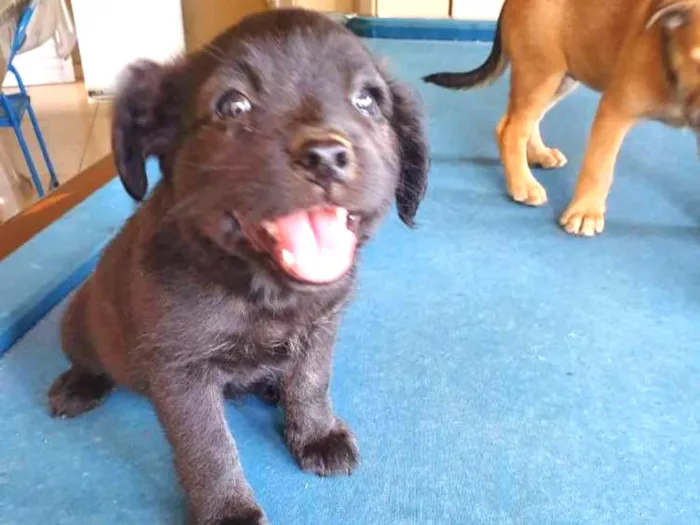 Cachorro ra a  idade Abaixo de 2 meses nome Luly