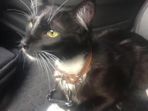 Gato raça Sem raça  idade 1 ano nome Theobaldo