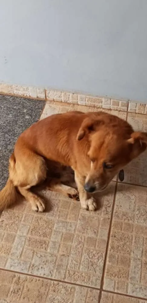 Cachorro ra a Indefinida idade 3 anos nome Não sei