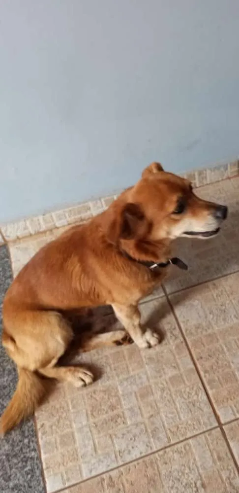 Cachorro ra a Indefinida idade 3 anos nome Não sei