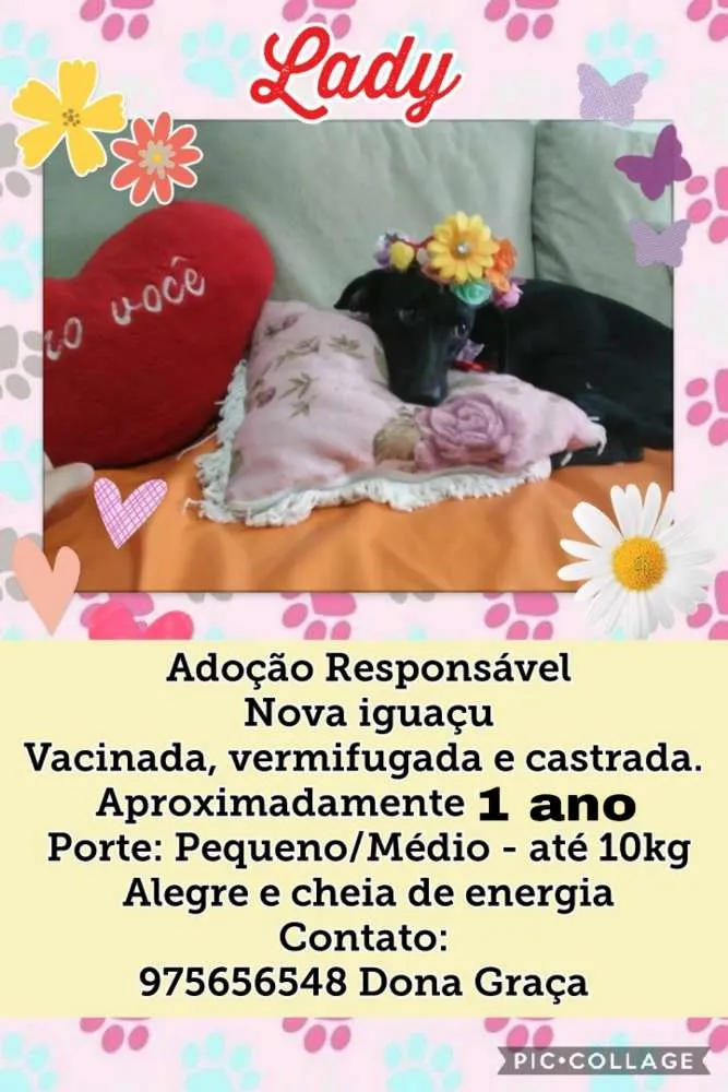 Cachorro ra a SDR idade 1 ano nome Lady
