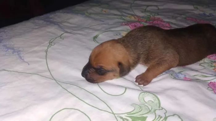 Cachorro ra a Srd idade Abaixo de 2 meses nome Filhotes 