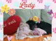 Lady