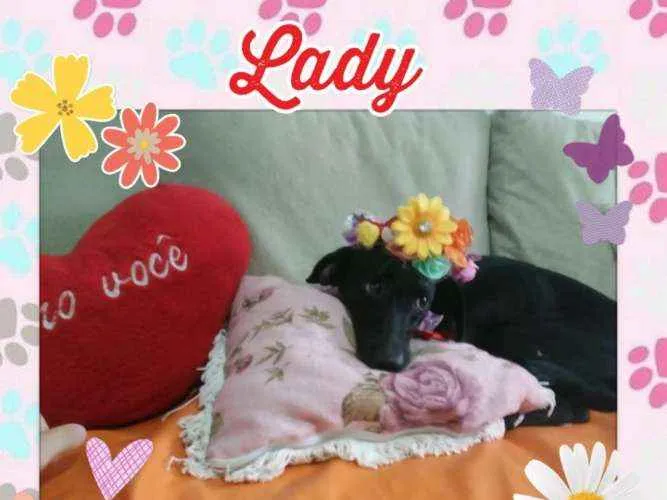 Cachorro ra a SDR idade 1 ano nome Lady