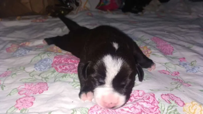 Cachorro ra a Srd idade Abaixo de 2 meses nome Filhotes 